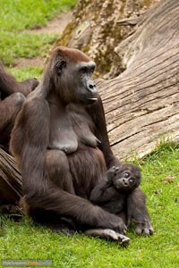 primaten-affen-gorillas-h-2