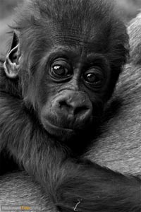 primaten-affen-gorillas-h-20