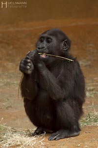 primaten-affen-gorillas-h-21
