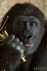 primaten-affen-gorillas-h-22