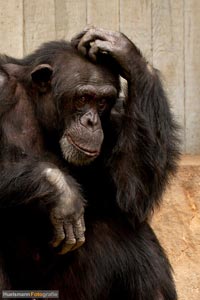 primaten-affen-gorillas-h-23