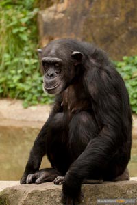 primaten-affen-gorillas-h-24