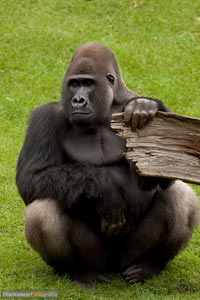 primaten-affen-gorillas-h-25