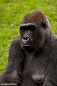 primaten-affen-gorillas-h-26