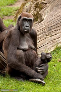 primaten-affen-gorillas-h-3