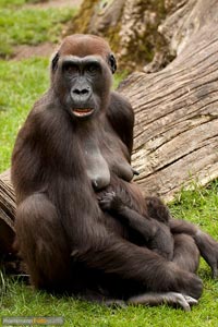 primaten-affen-gorillas-h-4