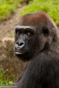 primaten-affen-gorillas-h-5