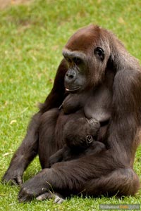 primaten-affen-gorillas-h-6