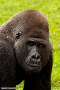 primaten-affen-gorillas-h-7