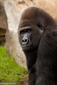 primaten-affen-gorillas-h-8