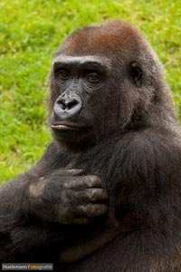 primaten-affen-gorillas-h-9