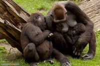 primaten-affen-gorillas-q-1