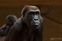 primaten-affen-gorillas-q-10