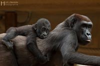 primaten-affen-gorillas-q-11