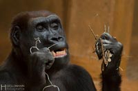 primaten-affen-gorillas-q-12