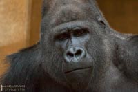primaten-affen-gorillas-q-13