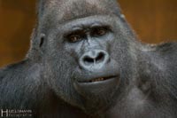 primaten-affen-gorillas-q-14