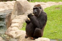 primaten-affen-gorillas-q-3