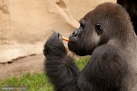 primaten-affen-gorillas-q-4