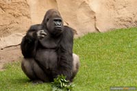 primaten-affen-gorillas-q-5
