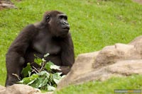 primaten-affen-gorillas-q-6