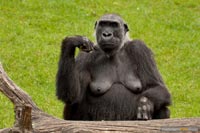 primaten-affen-gorillas-q-7