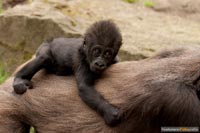 primaten-affen-gorillas-q-8