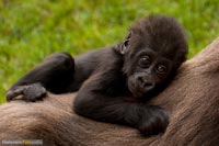 primaten-affen-gorillas-q-9