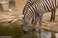zebra-1
