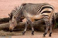zebra-2