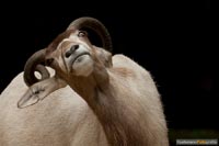 zoo-tiere-q-1