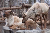 zoo-tiere-q-2