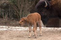 zoo-tiere-q-4