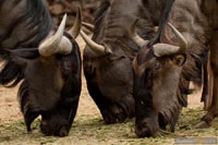 zoo-tiere-q-6