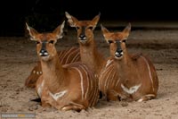zoo-tiere-q-7
