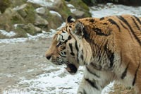 zoo-tiere-q-9