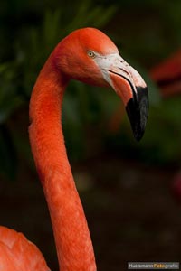 vogel-h-5